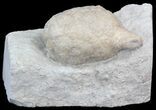 Cystoid (Holocystites) Fossil - Indiana #44608-1